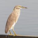 Ardeola grayii (Indian Pond Heron).jpg